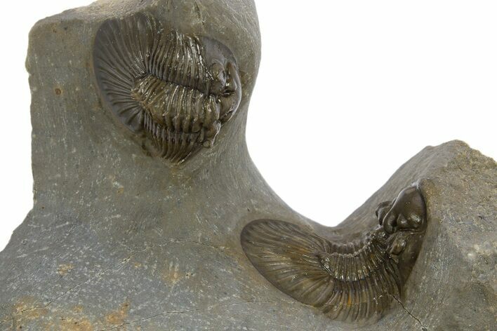 Pair Of Beautiful Scabriscutellum Trilobite - Multi-Toned Shell #310135